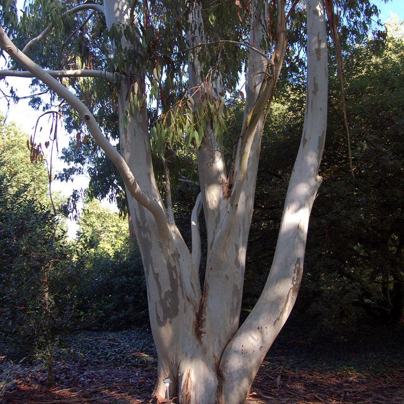 Eucalyptus dalrympleana (Porte)