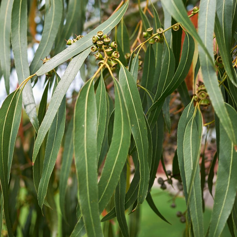 Eucalyptus dalrympleana (Follaje)