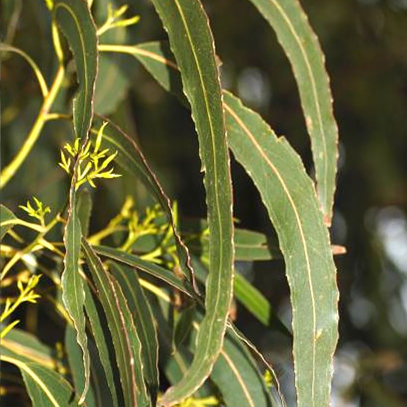 Eucalyptus denticulata - Eucalipto dentado (Follaje)
