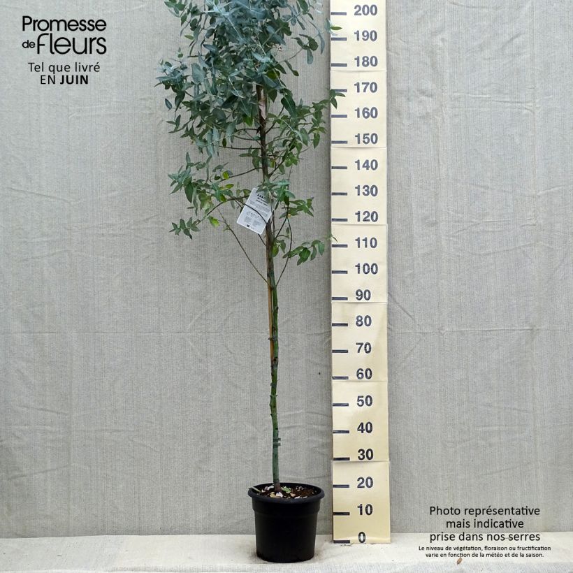 Ejemplar de Eucalyptus globulus - Eucalipto macho Maceta 7,5L/10L entregado en verano