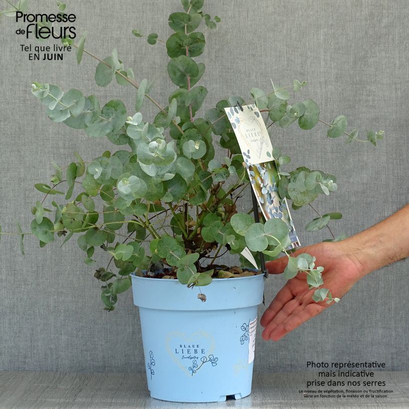Ejemplar de Eucalyptus gunnii Azura Cagire Maceta 3L/4L entregado en verano
