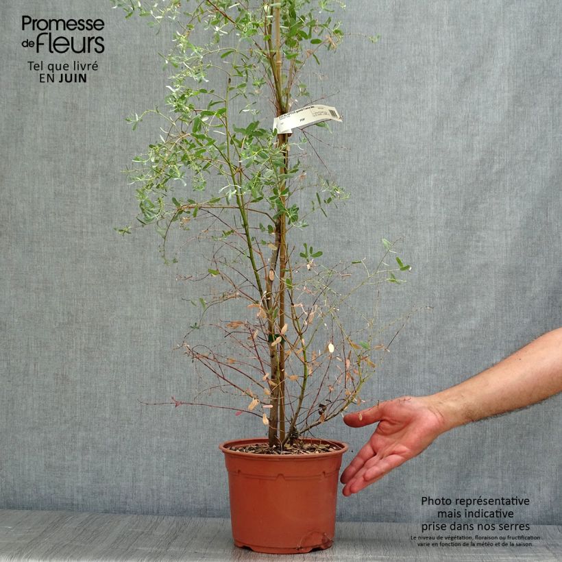 Ejemplar de Eucalyptus gunnii France Bleu Rengun Maceta 3L/4L entregado en verano