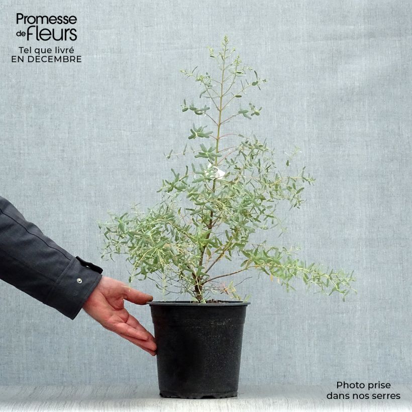 Eucalyptus gunnii France Bleu Rengun Maceta 3L/4L Ejemplar entregado en invierno