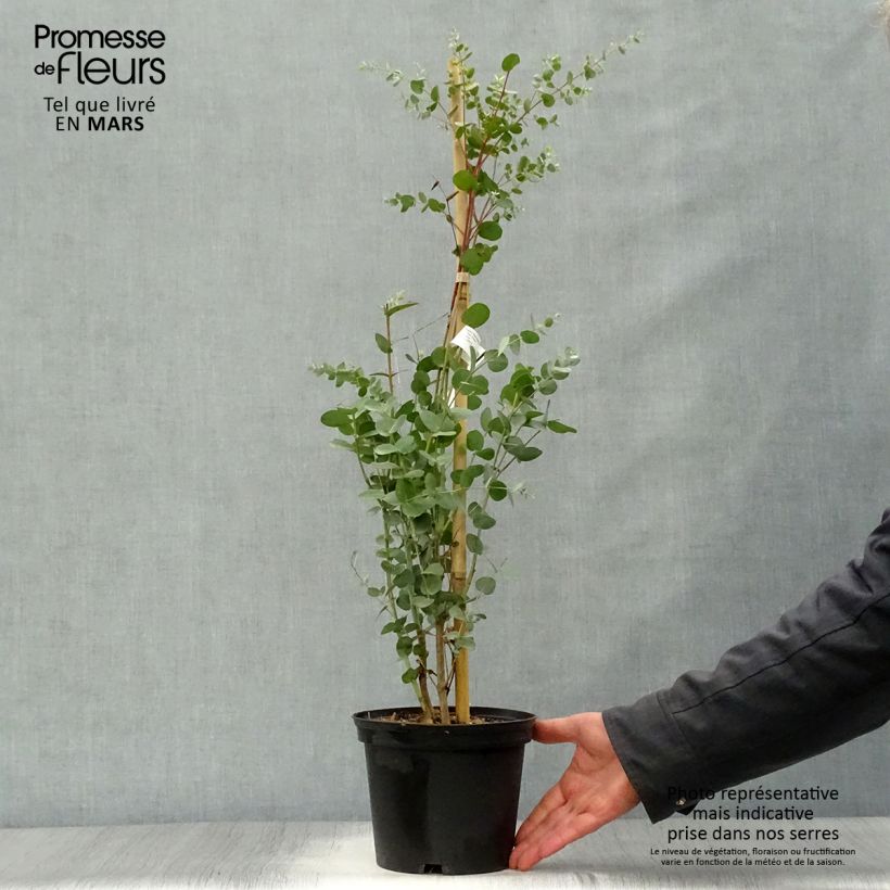 Eucalyptus gunnii Silverana Maceta 1,5L/2L Ejemplar entregado en la primavera