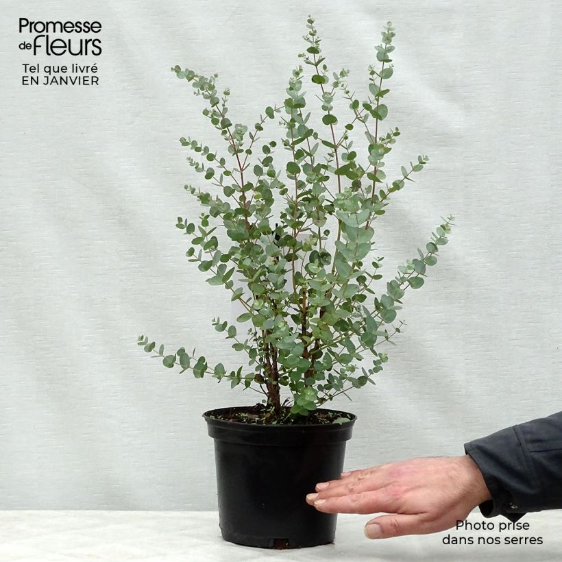 Eucalipto de Gunn - Eucalyptus gunnii Maceta 2L/3L Ejemplar entregado en invierno