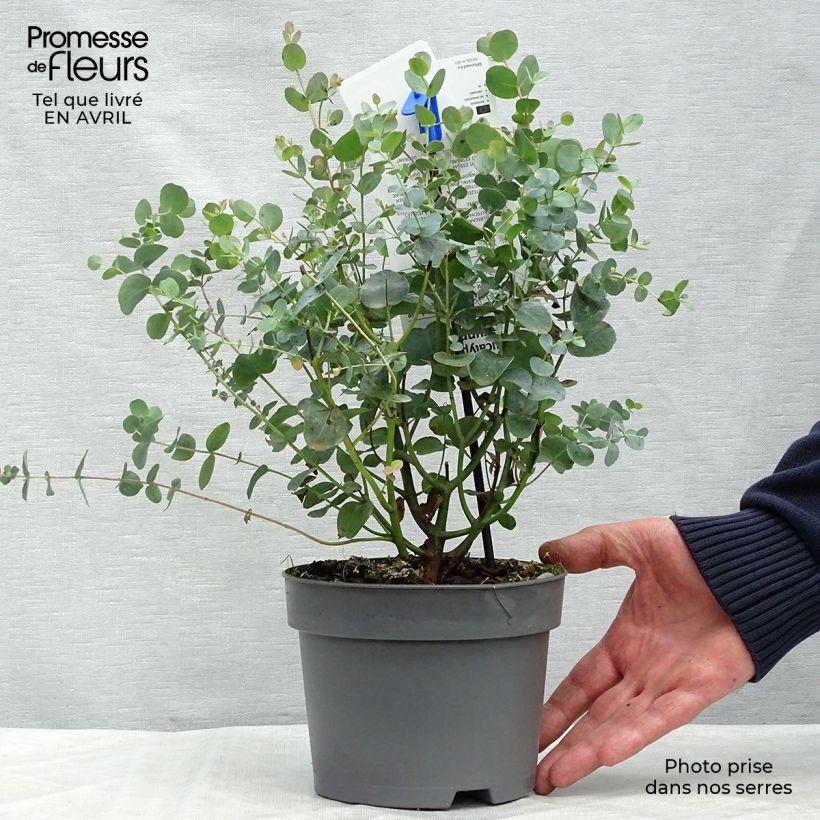 Eucalipto de Gunn - Eucalyptus gunnii Maceta 2L/3L Ejemplar entregado en la primavera