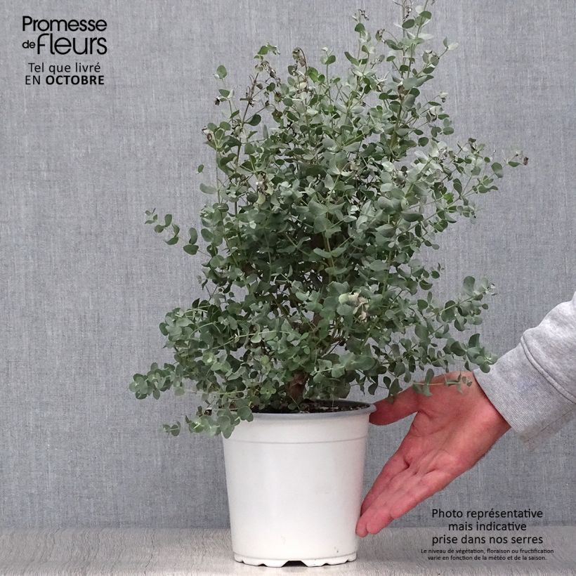 Ejemplar de Eucalipto de Gunn - Eucalyptus gunnii Maceta 2L/3L entregado en otoño