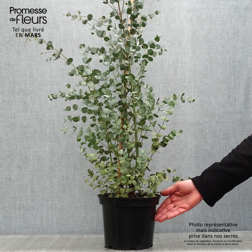 Eucalipto de Gunn - Eucalyptus gunnii Maceta 4L/5L Ejemplar entregado en la primavera