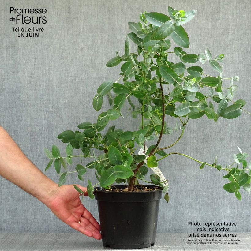 Ejemplar de Eucalyptus neglecta - Gommier d’Omeo Pot de 4L/5L entregado en verano