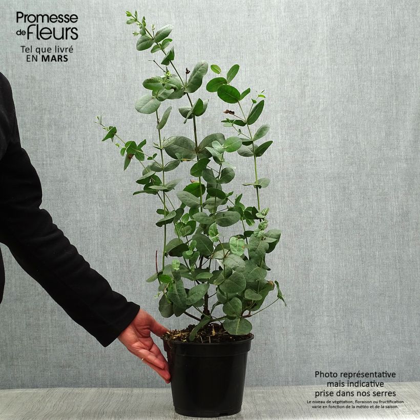 Eucalyptus neglecta - Eucalipto descuidado Maceta 4L/5L Ejemplar entregado en la primavera