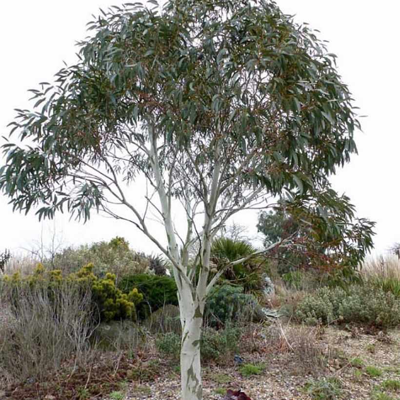 Eucalyptus pauciflora subsp. niphophila - Eucalipto de las nieves (Porte)