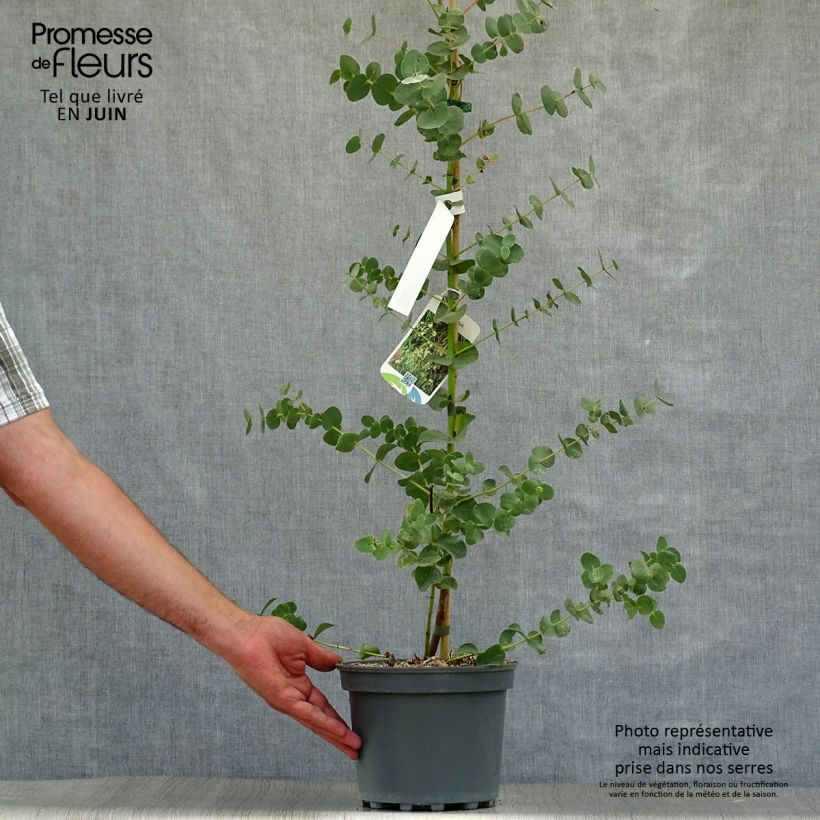 Ejemplar de Eucalyptus parvula - Eucalipto enano Maceta de 8/9 cm entregado en verano