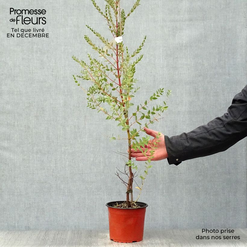 Eucalyptus parvula - Eucalipto enano Maceta de 8/9 cm Ejemplar entregado en invierno