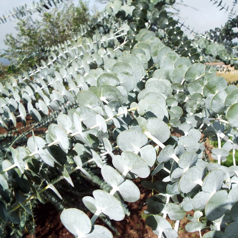 Eucalyptus pulverulenta - Eucalipto polvoriento (Follaje)