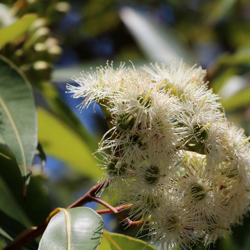 Eucalyptus scoparia (Floración)