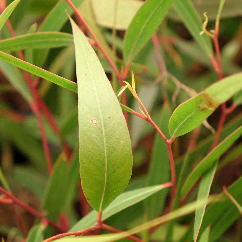 Eucalyptus stricta (Follaje)