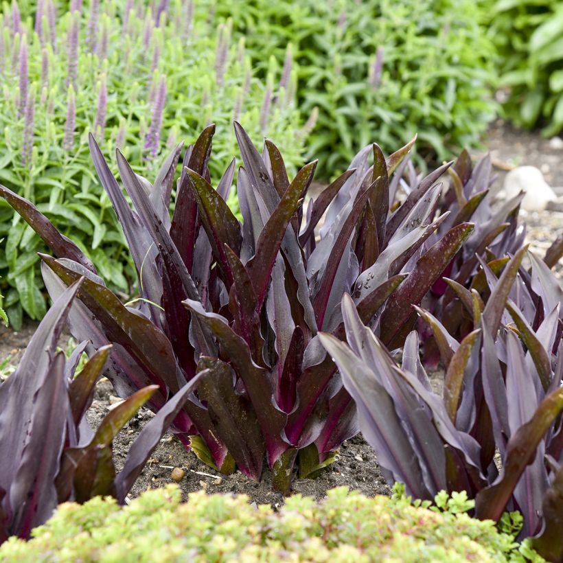 Eucomis Purple Reign - Flor de la piña (Follaje)
