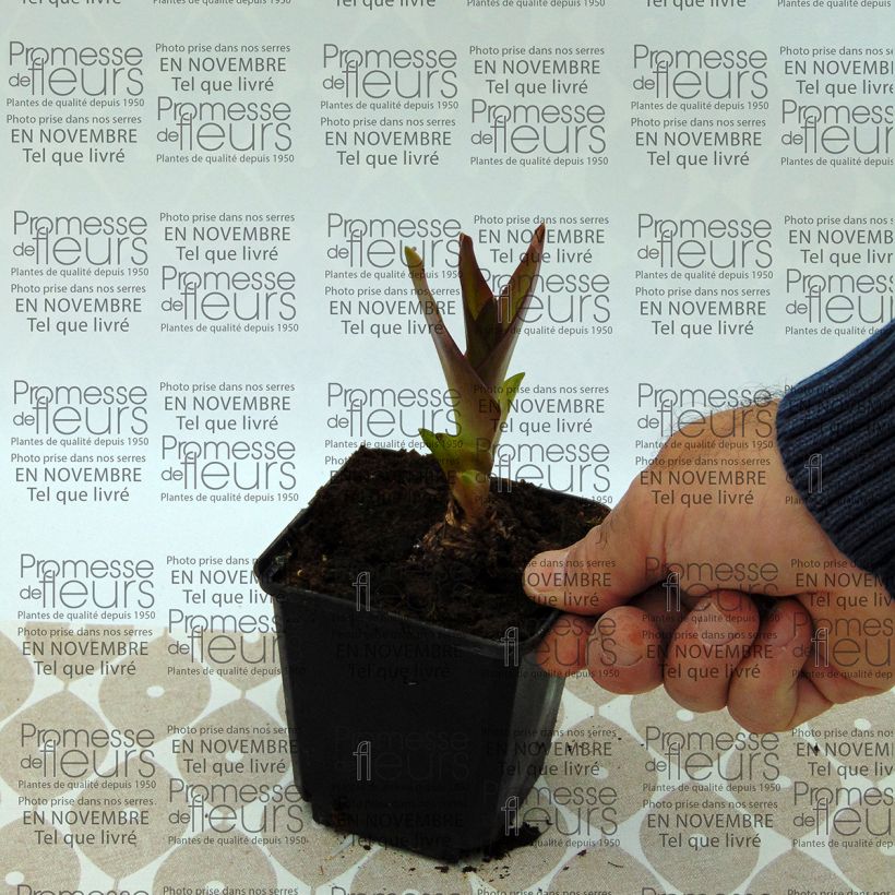 Ejemplo de ejemplar de Eucomis humilis Twinkle Stars - Flor de la piña Bulbo calibre 14+ tal y como se entrega