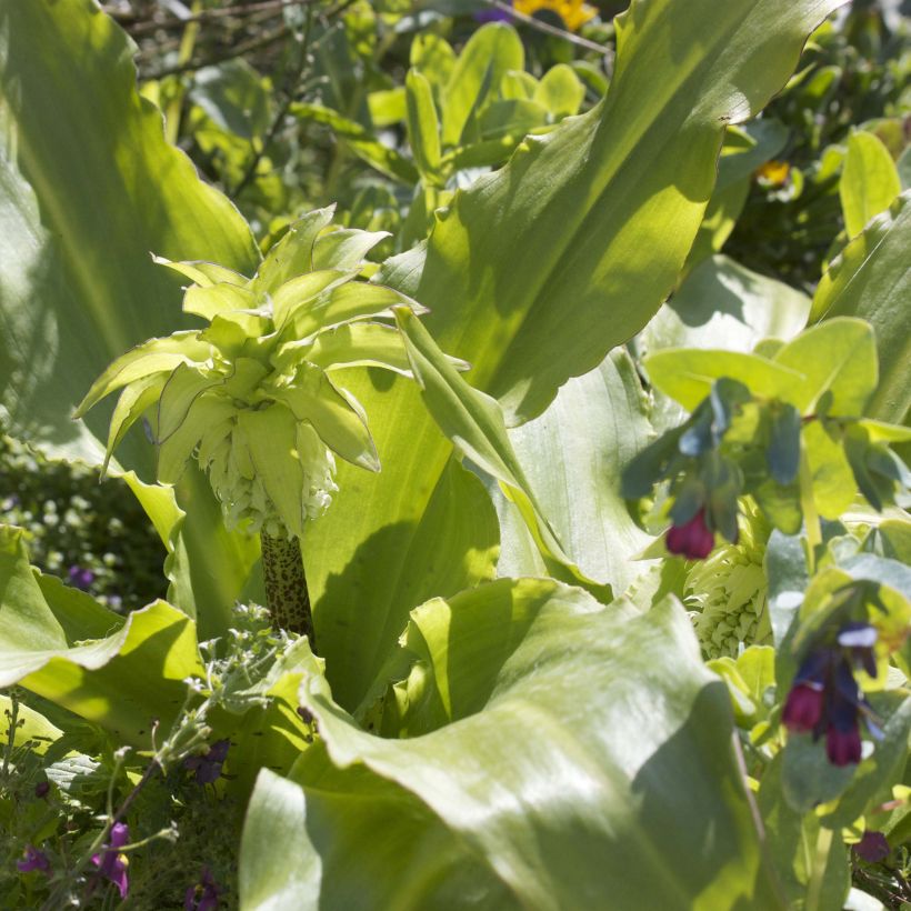 Eucomis bicolor - Pinocho bicolor (Follaje)