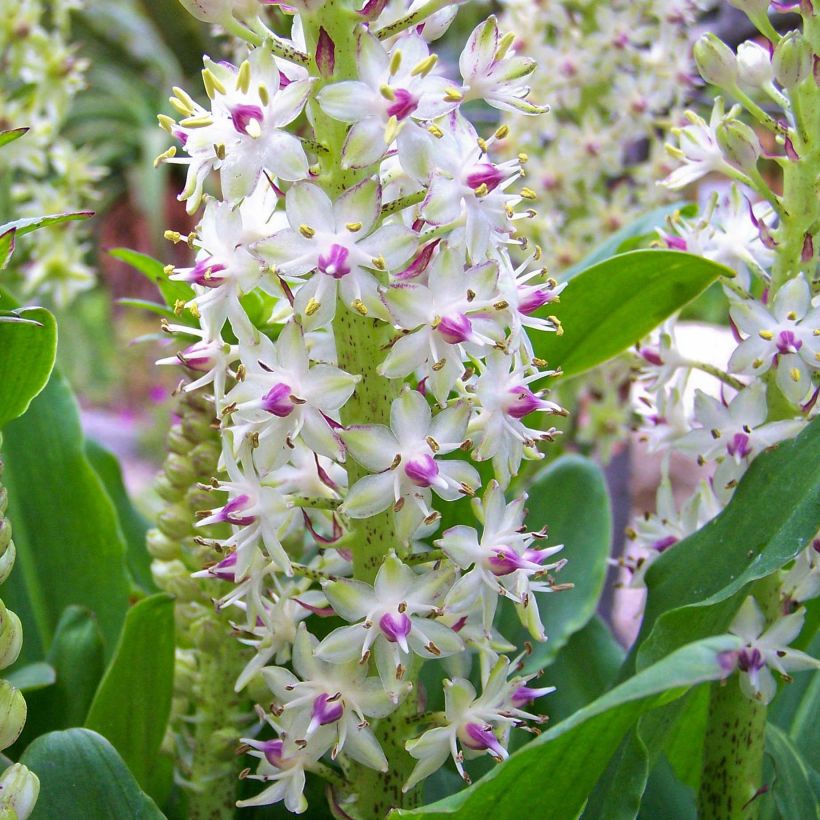 Eucomis bicolor - Pinocho bicolor (Floración)