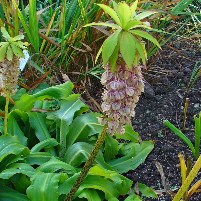 Eucomis bicolor - Pinocho bicolor (Porte)