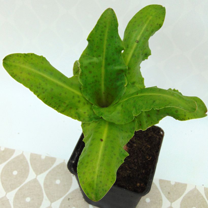 Eucomis bicolor Alba (Follaje)