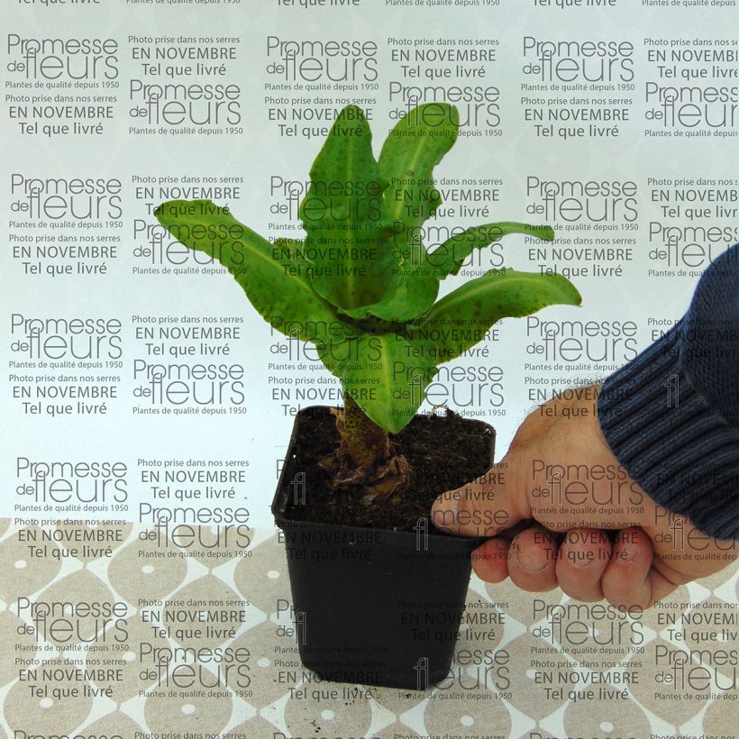 Ejemplo de ejemplar de Eucomis bicolor Alba Bulbo calibre 16+ tal y como se entrega
