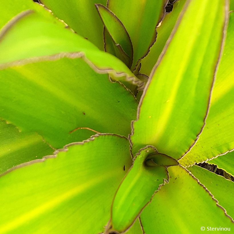 Eucomis comosa Can Can - Flor de la piña, Lirio de la piña (Follaje)