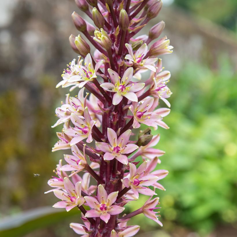 Eucomis comosa Indian Summer - Flor de la piña (Floración)