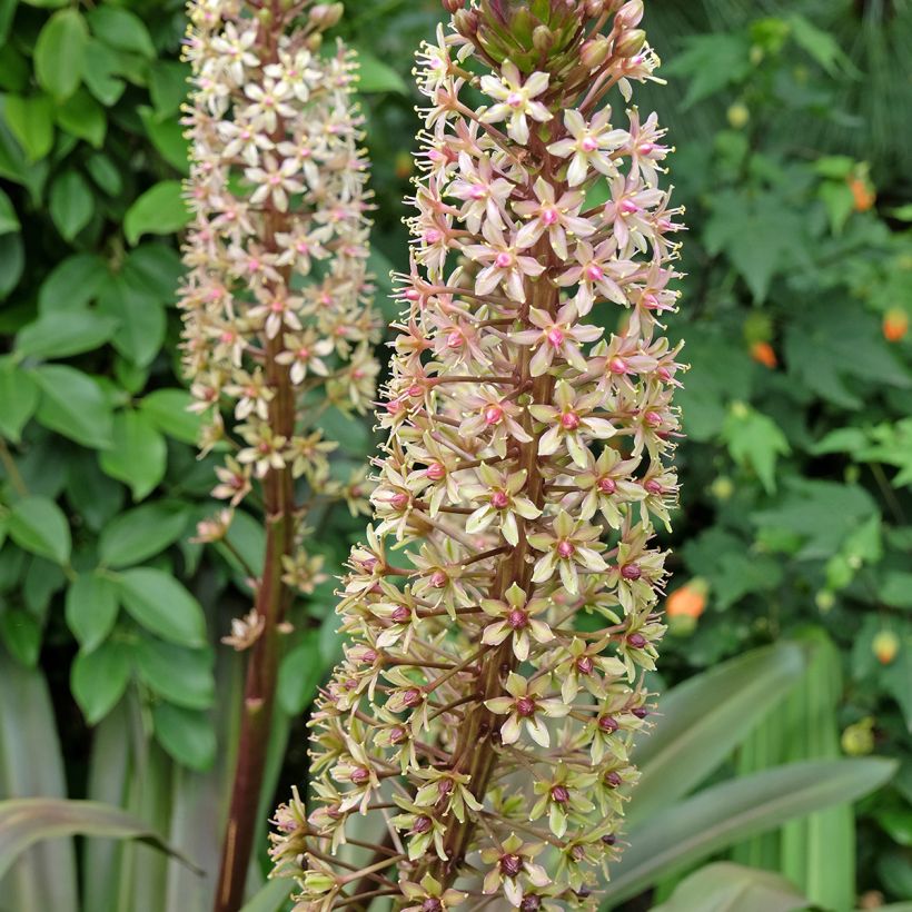 Eucomis comosa Sparkling Burgundy - Flor de la piña (Floración)