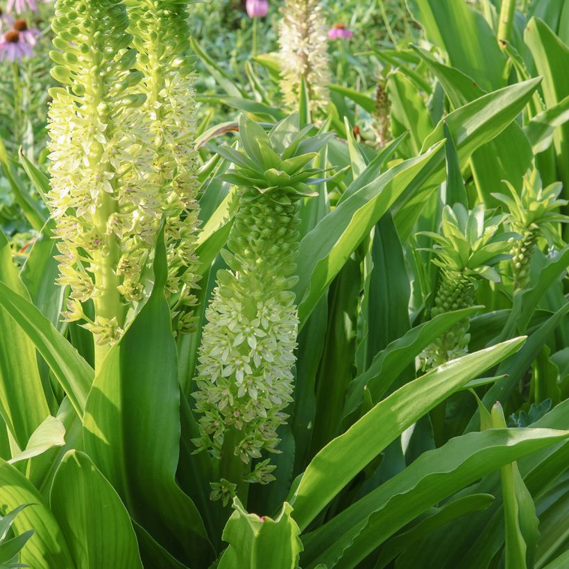 Eucomis comosa Tugela Jade - Flor de la piña (Floración)