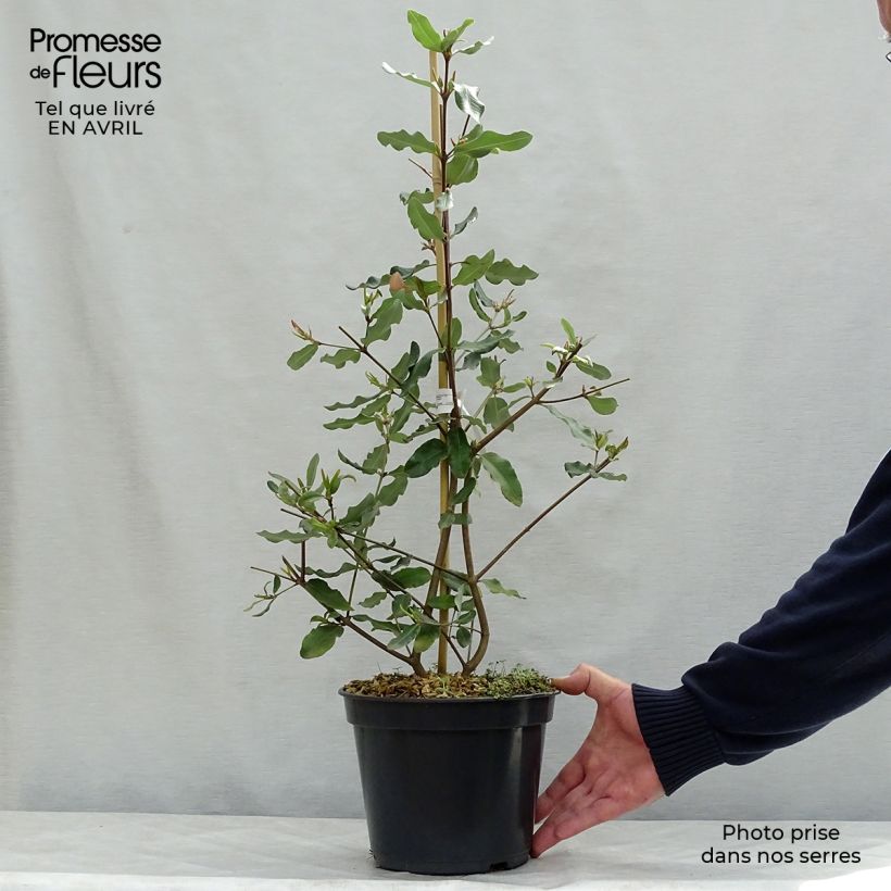 Eucryphia intermedia Rostrevor Maceta 3L/4L Ejemplar entregado en la primavera