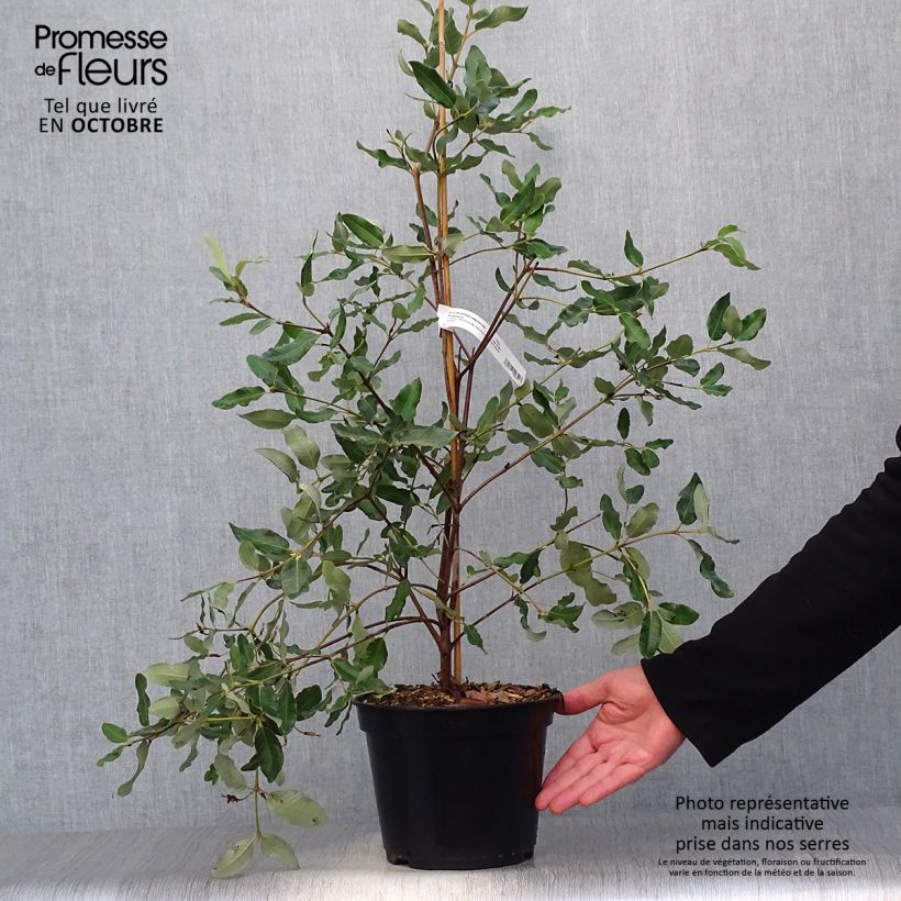 Ejemplar de Eucryphia intermedia Rostrevor Maceta 3L/4L entregado en otoño