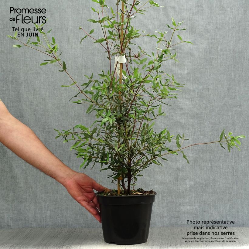 Ejemplar de Eucryphia lucida Ballerina Maceta 4L/5L entregado en verano