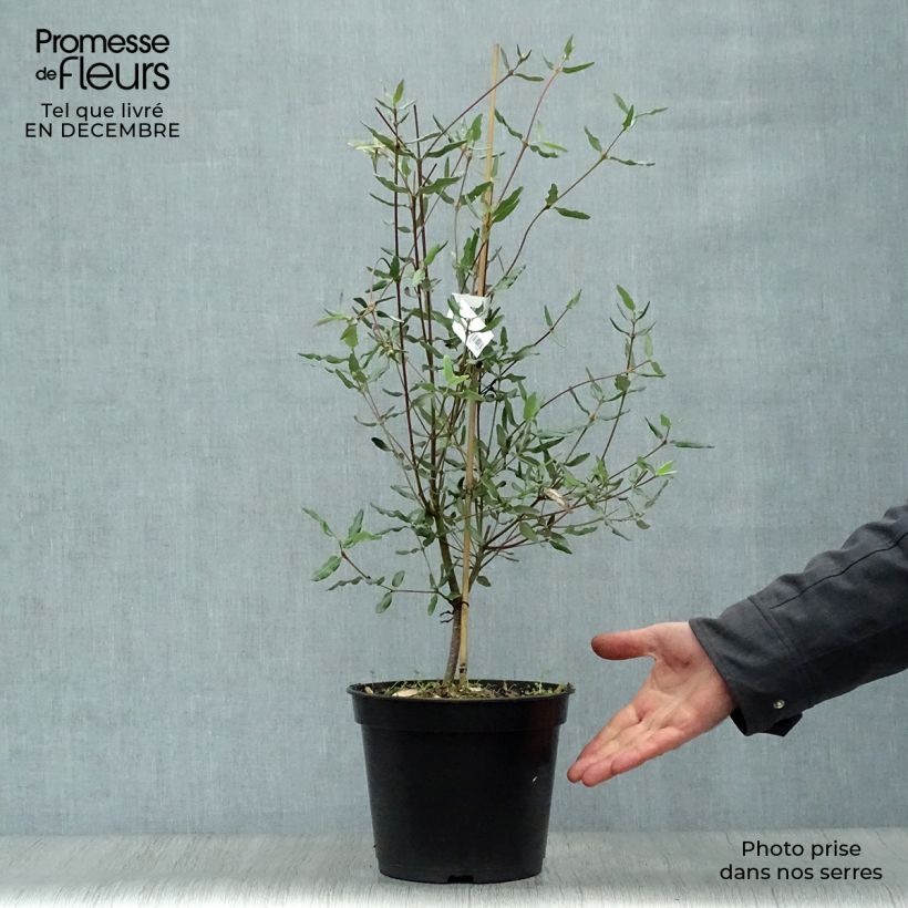 Eucryphia lucida Ballerina Maceta 4L/5L Ejemplar entregado en invierno