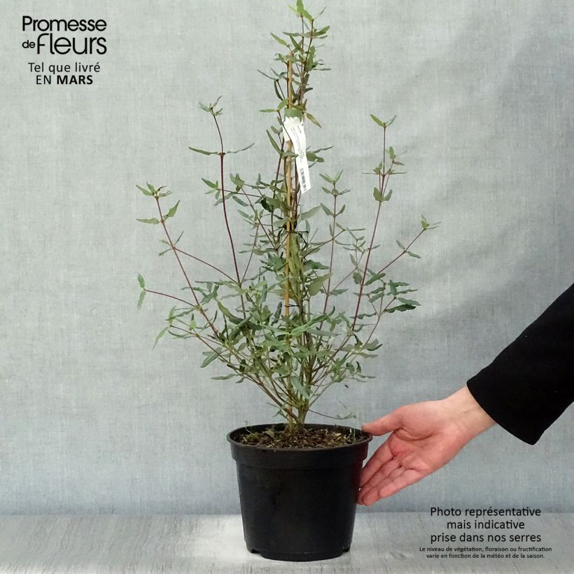 Eucryphia lucida Ballerina Maceta 4L/5L Ejemplar entregado en la primavera