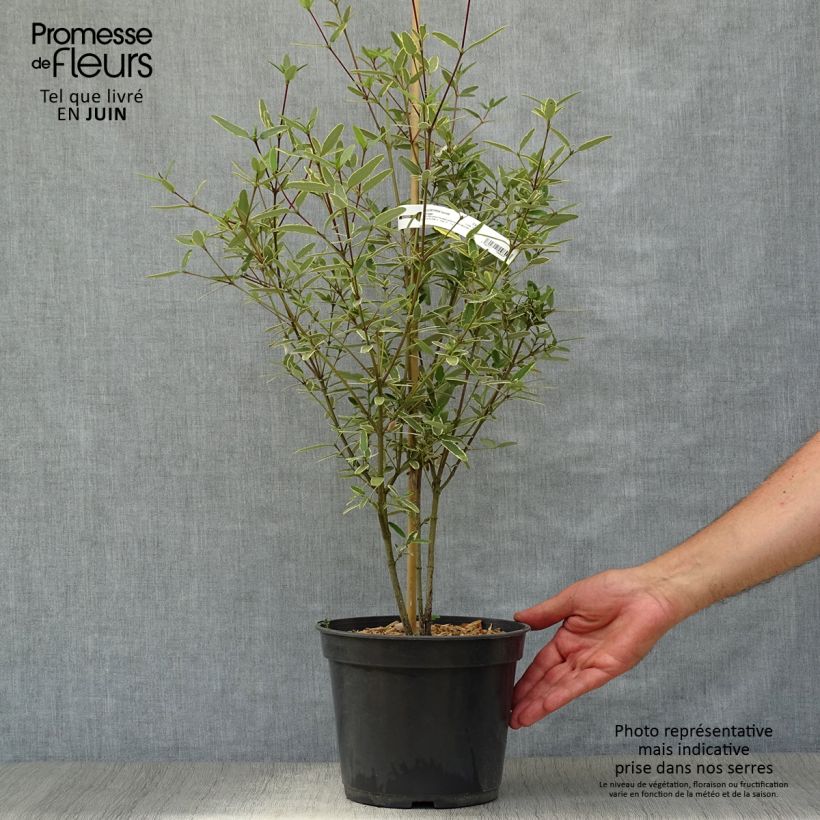 Ejemplar de Eucryphia lucida Gilt Edge Maceta 4L/5L entregado en verano