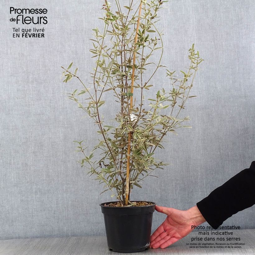 Eucryphia lucida Gilt Edge Maceta 4L/5L Ejemplar entregado en invierno