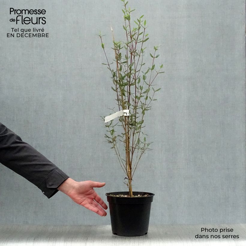 Eucryphia lucida Pink cloud Maceta 4L/5L Ejemplar entregado en invierno