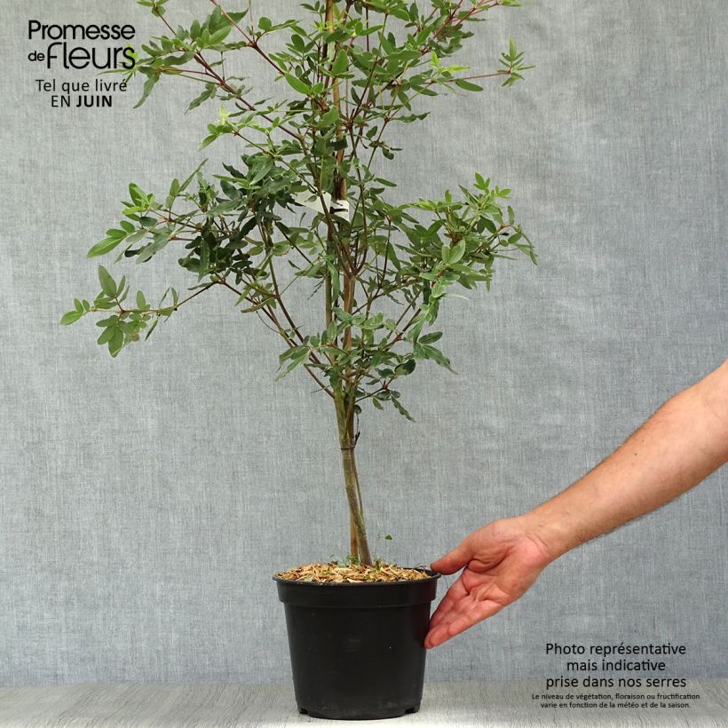 Ejemplar de Eucryphia moorei - Palo rosa Maceta 4L/5L entregado en verano
