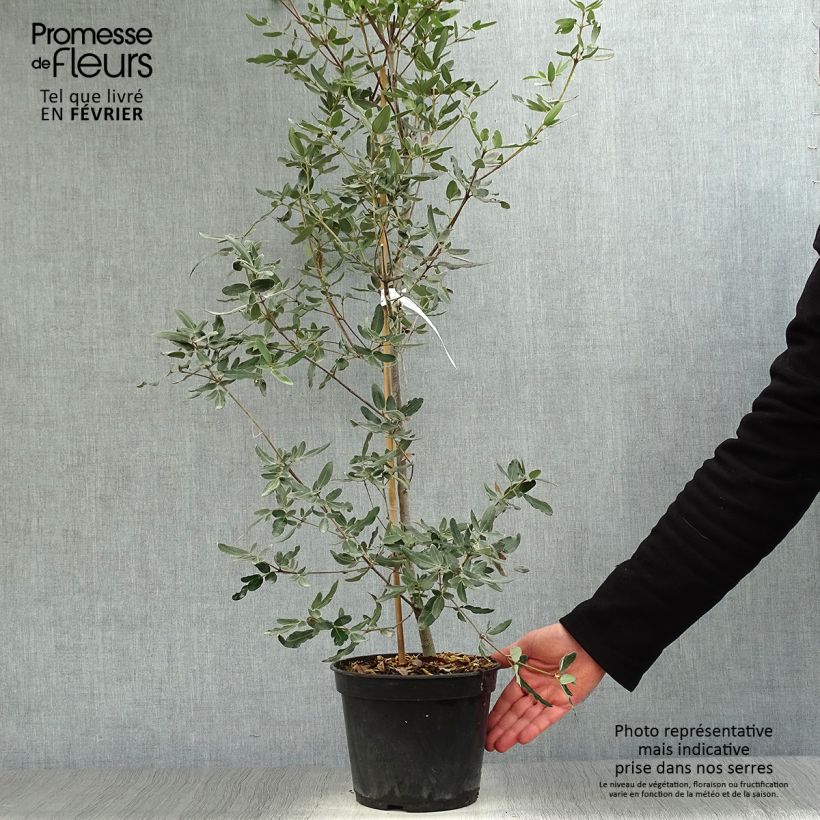 Eucryphia moorei - Palo rosa Maceta 4L/5L Ejemplar entregado en invierno