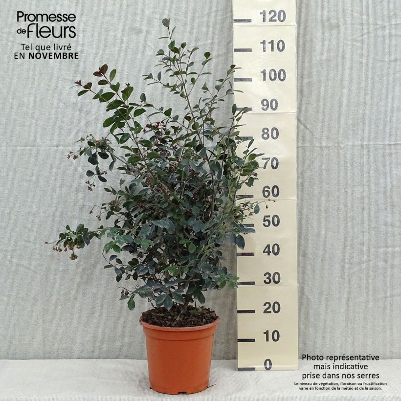Ejemplar de Eugenia uniflora Etna Fire - Pitanga Maceta 7,5L/10L entregado en otoño