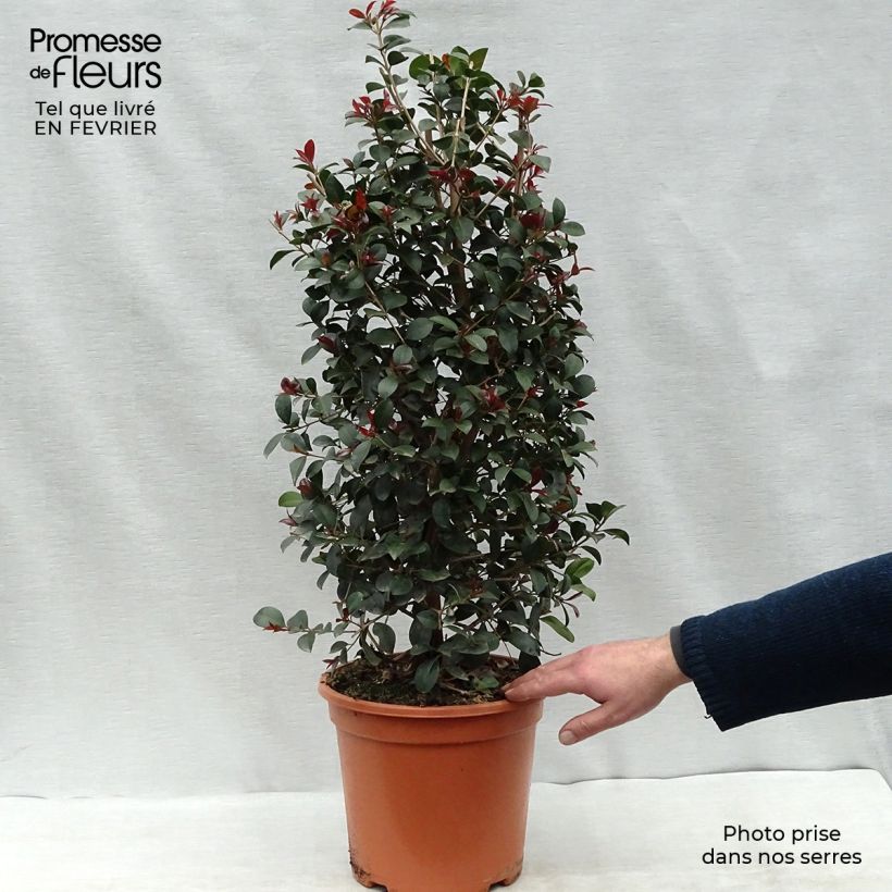 Eugenia uniflora Etna Fire - Pitanga Maceta 7,5L/10L Ejemplar entregado en invierno