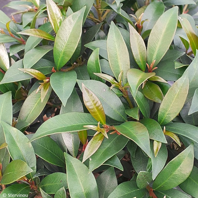 Eugenia myrtifolia Compacta (Follaje)