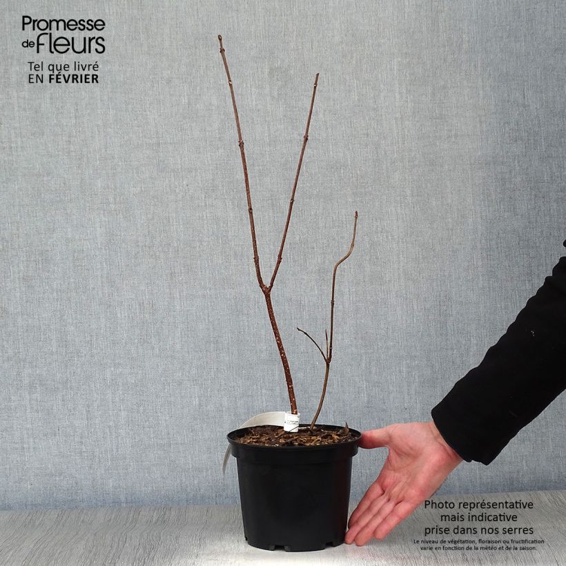 Tetradium daniellii - Árbol de las abejas Maceta 2L/3L Ejemplar entregado en invierno