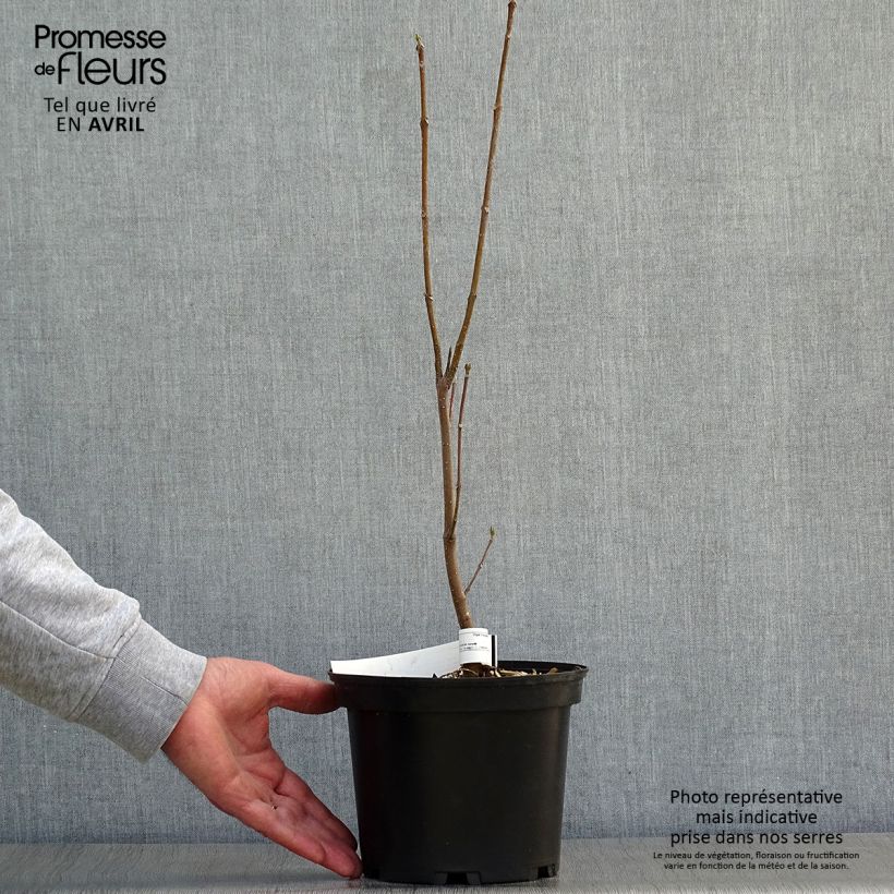 Tetradium daniellii - Árbol de las abejas Maceta 2L/3L Ejemplar entregado en la primavera