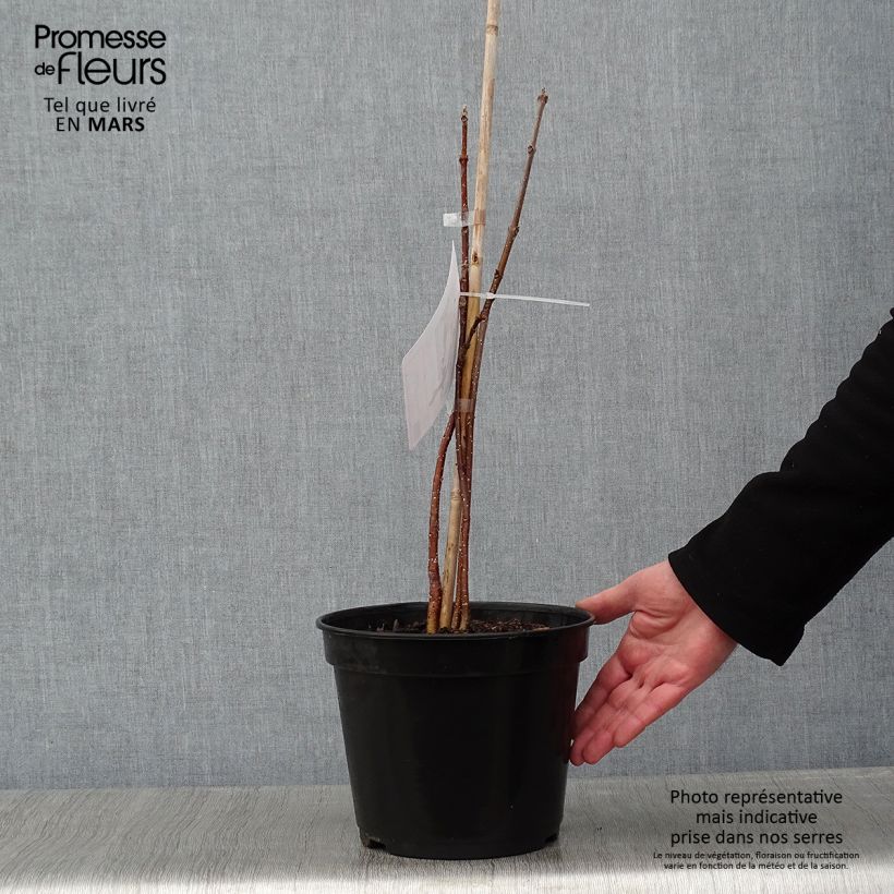 Tetradium daniellii - Árbol de las abejas Maceta 4L/5L Ejemplar entregado en invierno