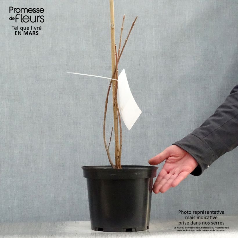 Tetradium daniellii - Árbol de las abejas Maceta 4L/5L Ejemplar entregado en la primavera