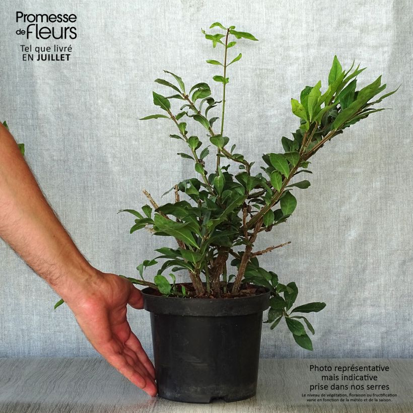 Ejemplar de Euonymus alatus - Evónimo alado Maceta 2L/3L entregado en verano