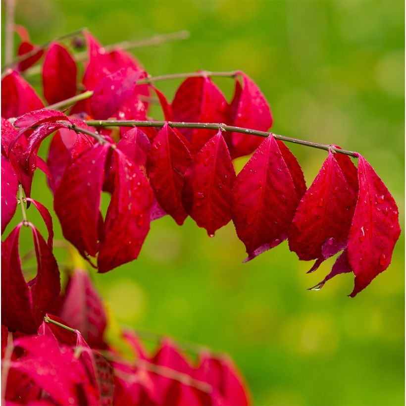 Euonymus alatus Ciliatodentatus - Evónimo alado (Follaje)